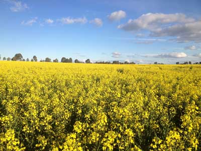 canola3-h